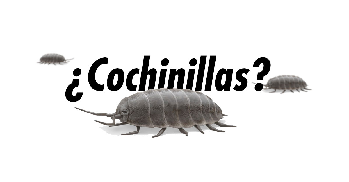 Control de Plaga - ¿Cochinillas?